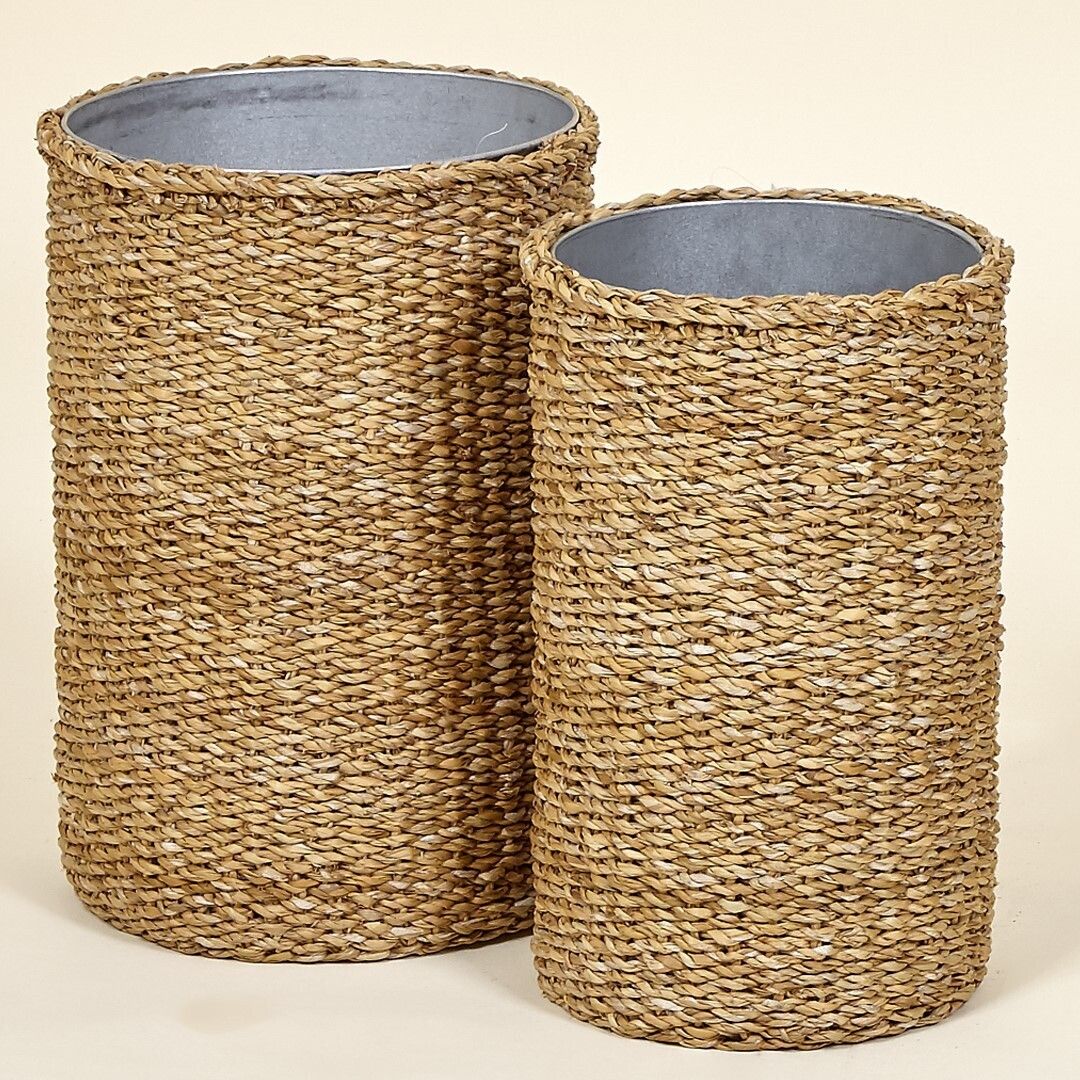 Paragüero seagrasss